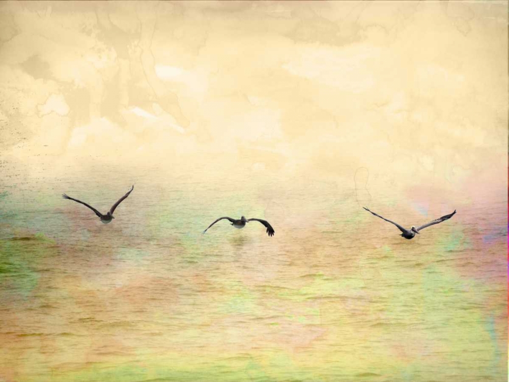 Seagulls in the Sky I art print by Ynon Mabat for $57.95 CAD