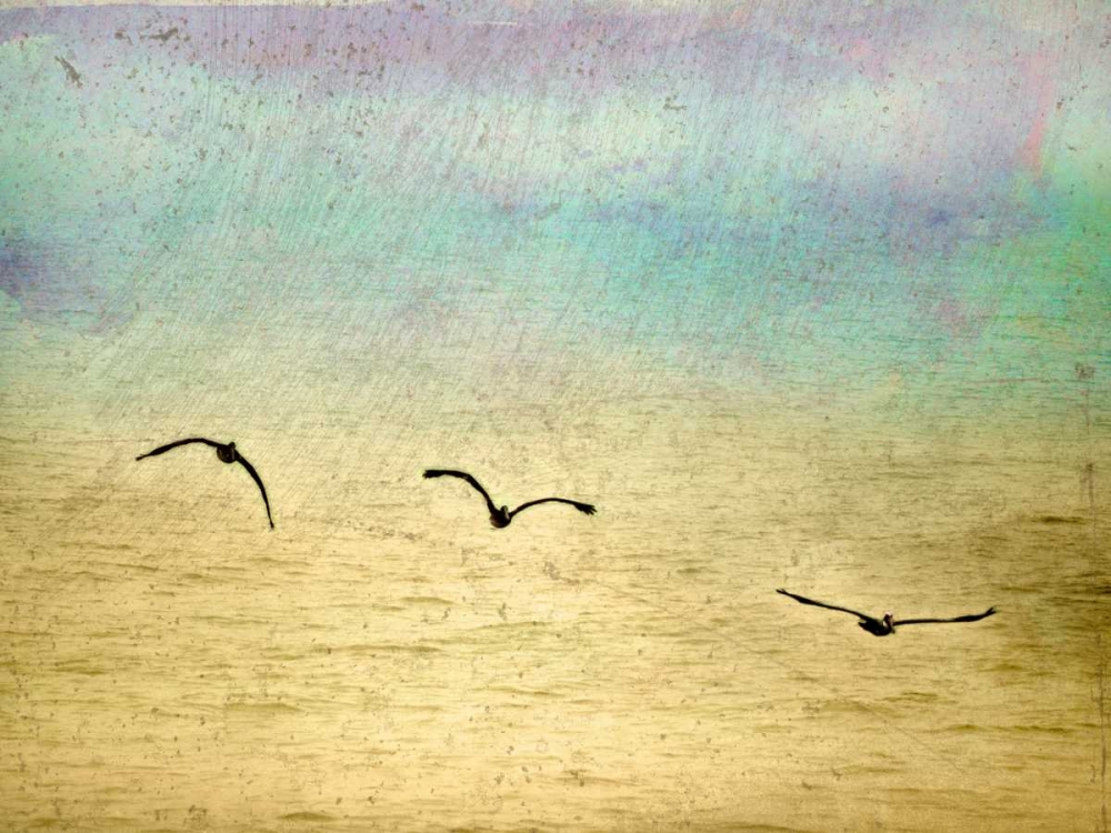 Seagulls in the Sky II art print by Ynon Mabat for $57.95 CAD