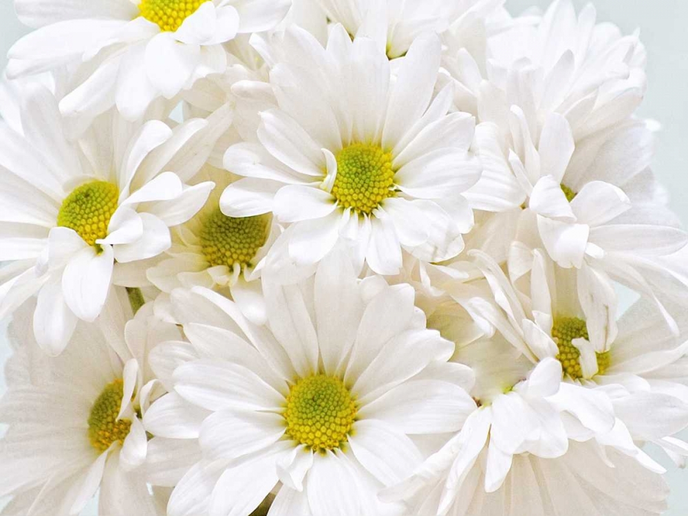 Bunch of White Daisies art print by Gail Peck for $57.95 CAD