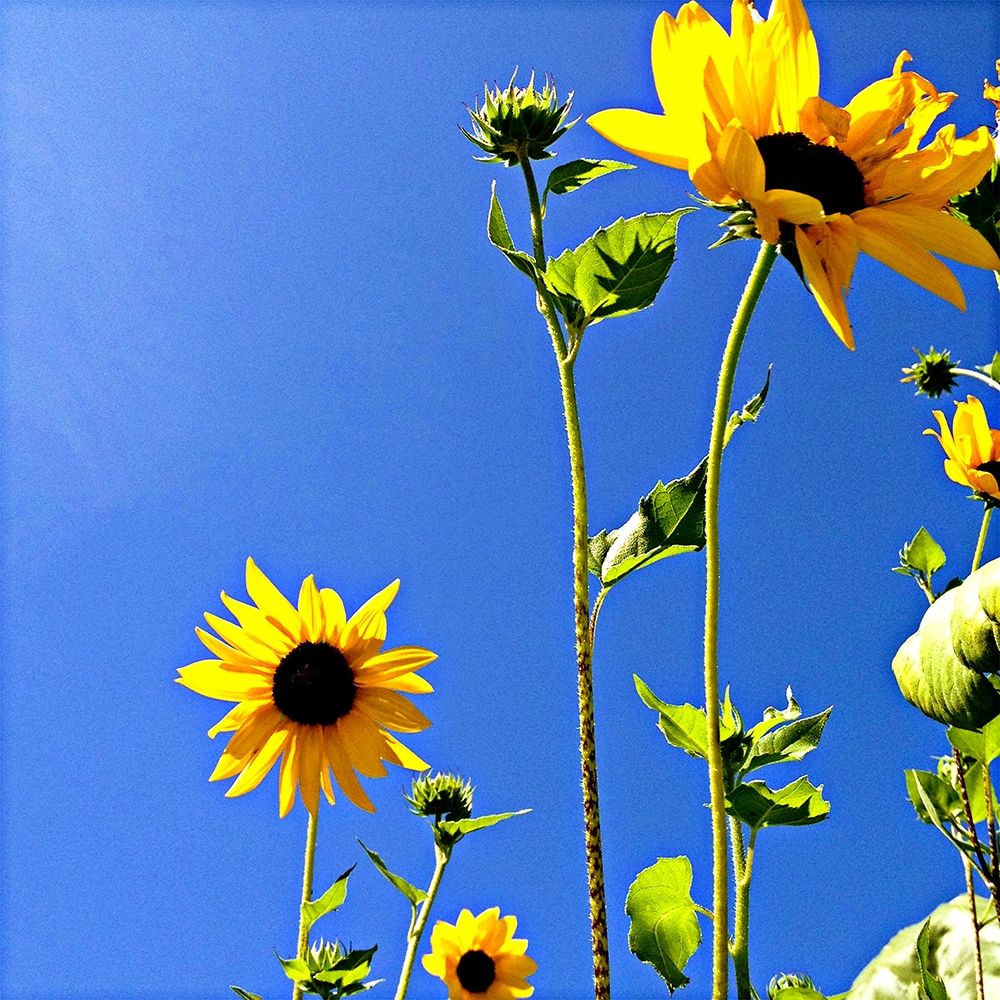 Sunflowers and Sky art print by Lisa Hill Saghini for $57.95 CAD