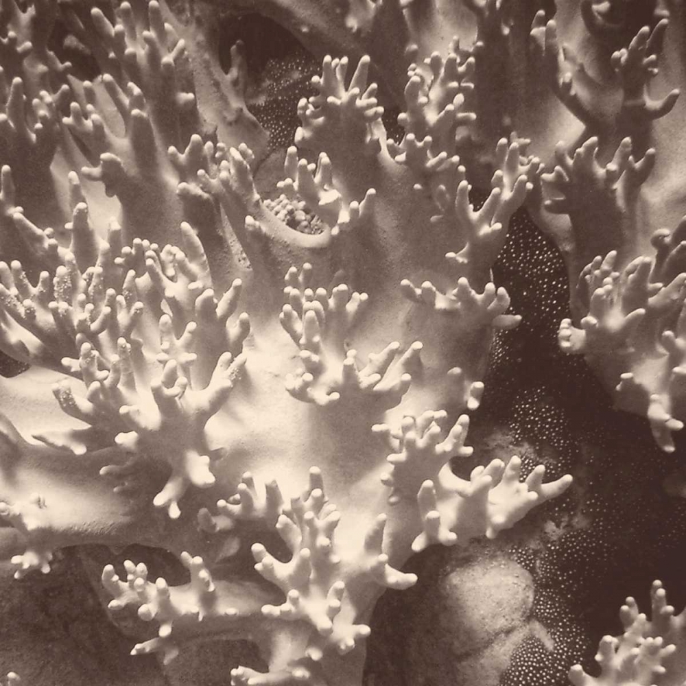Sepia Barrier Reef Coral I art print by Kathy Mansfield for $57.95 CAD