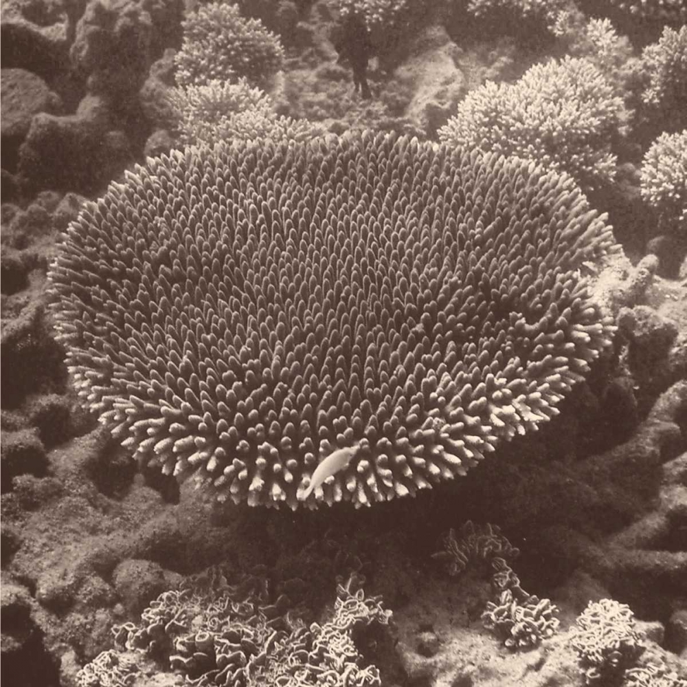 Sepia Barrier Reef Coral II art print by Kathy Mansfield for $57.95 CAD