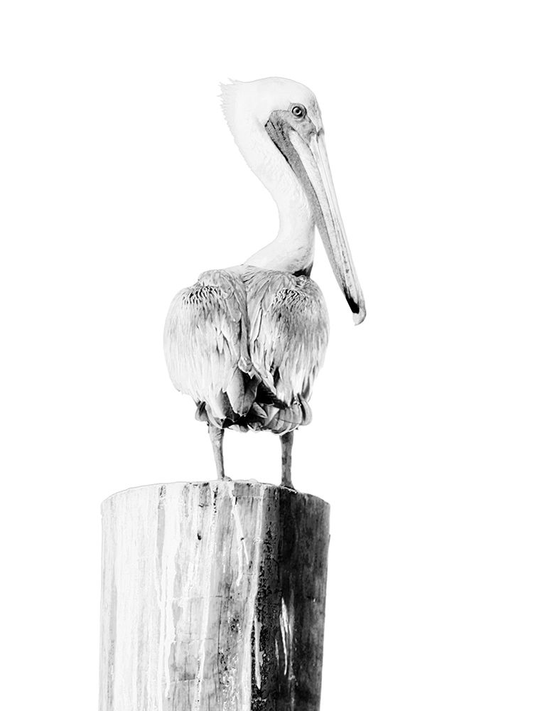 BW Pelican art print by Kathy Mansfield for $57.95 CAD
