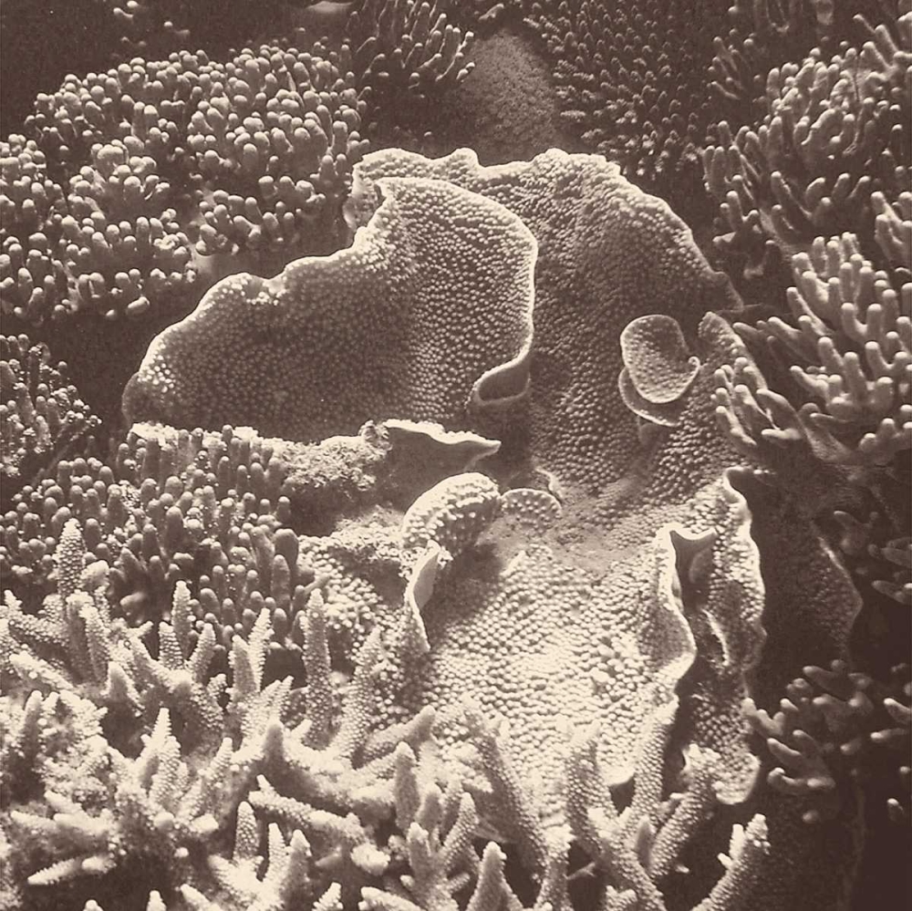 Sepia Barrier Reef Coral III art print by Kathy Mansfield for $57.95 CAD