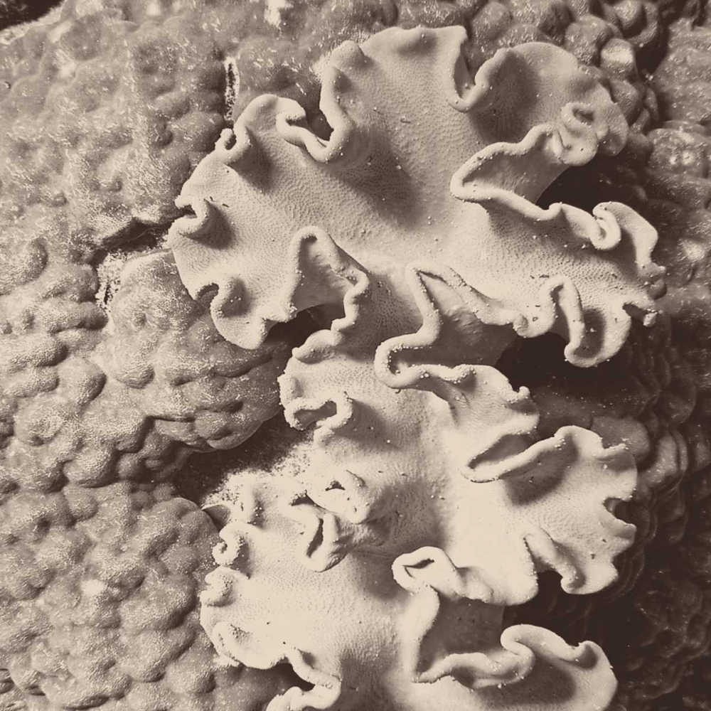 Sepia Barrier Reef Coral IV art print by Kathy Mansfield for $57.95 CAD