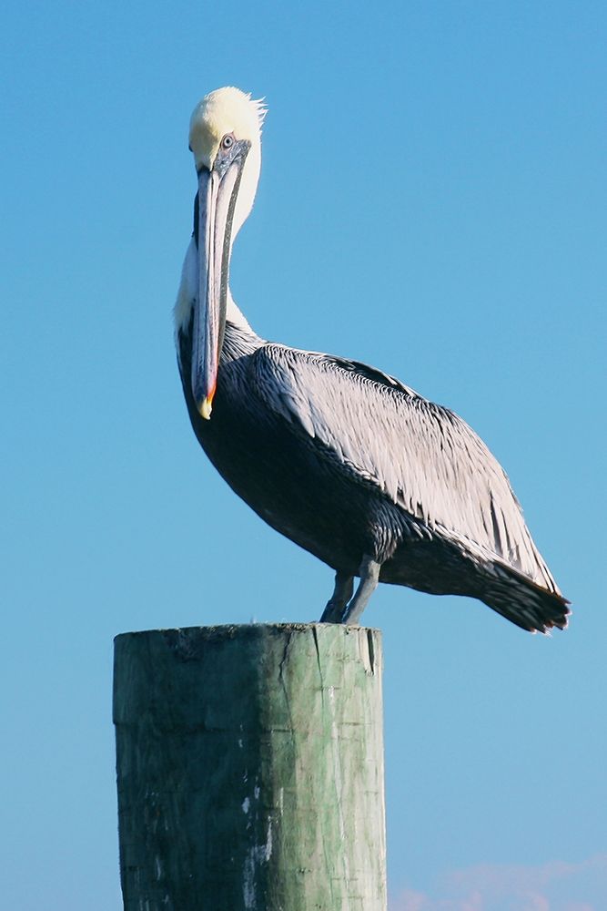 Pelican Perched II art print by Kathy Mansfield for $57.95 CAD