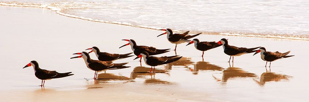 Black Skimmers II art print by Kathy Mansfield for $57.95 CAD