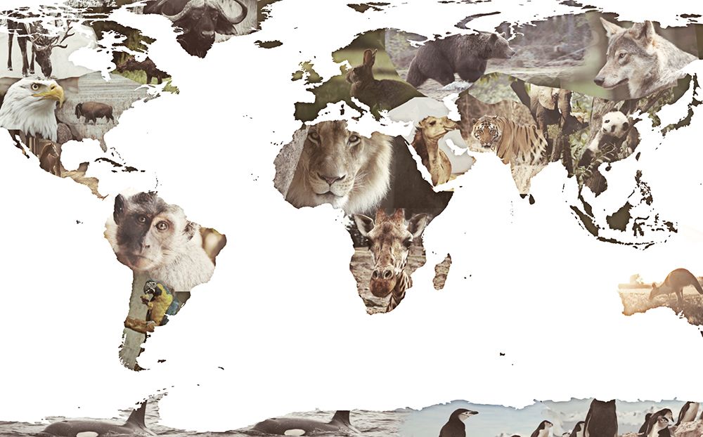 World Animals Map art print by SD Graphics Studio for $57.95 CAD