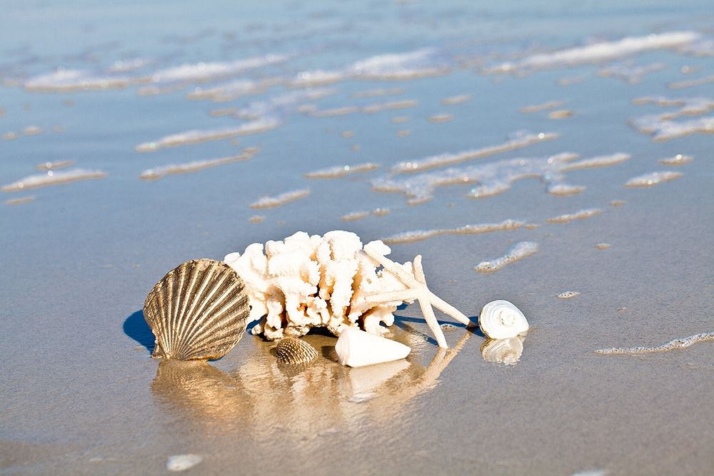 Seashell Reflection art print by Susan Bryant for $57.95 CAD