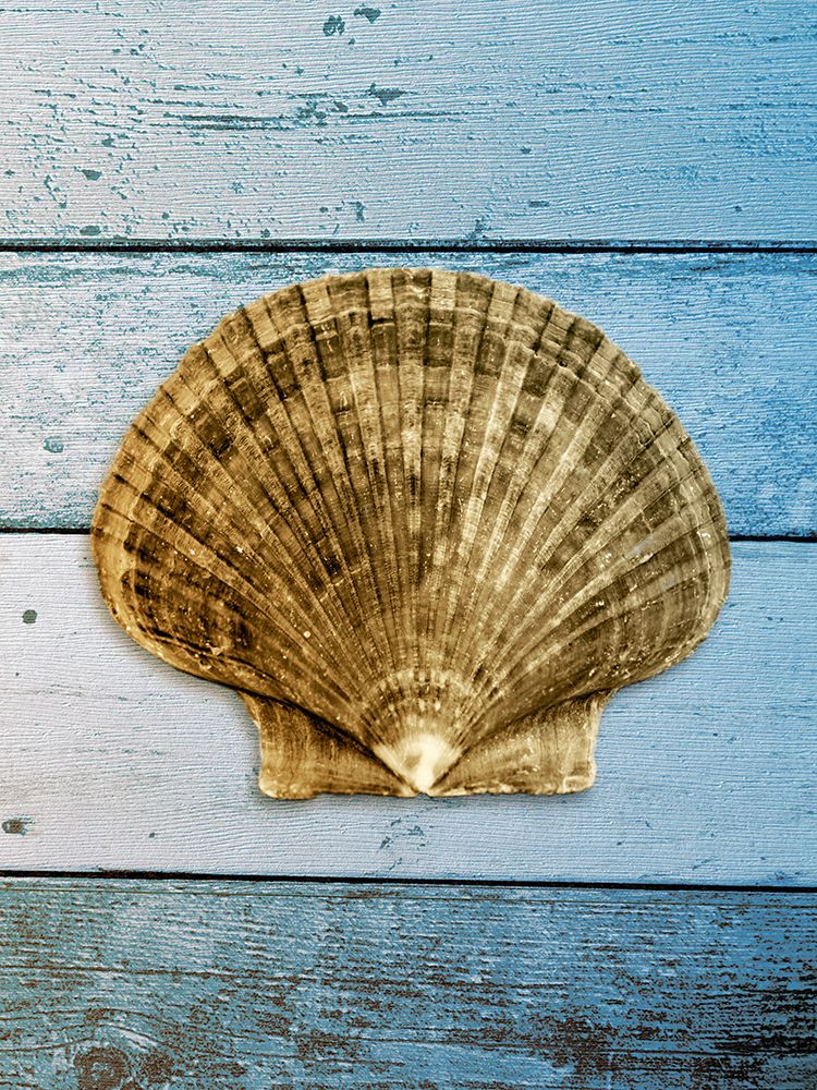 Shell on Blue Wood II art print by Jairo Rodriguez for $57.95 CAD