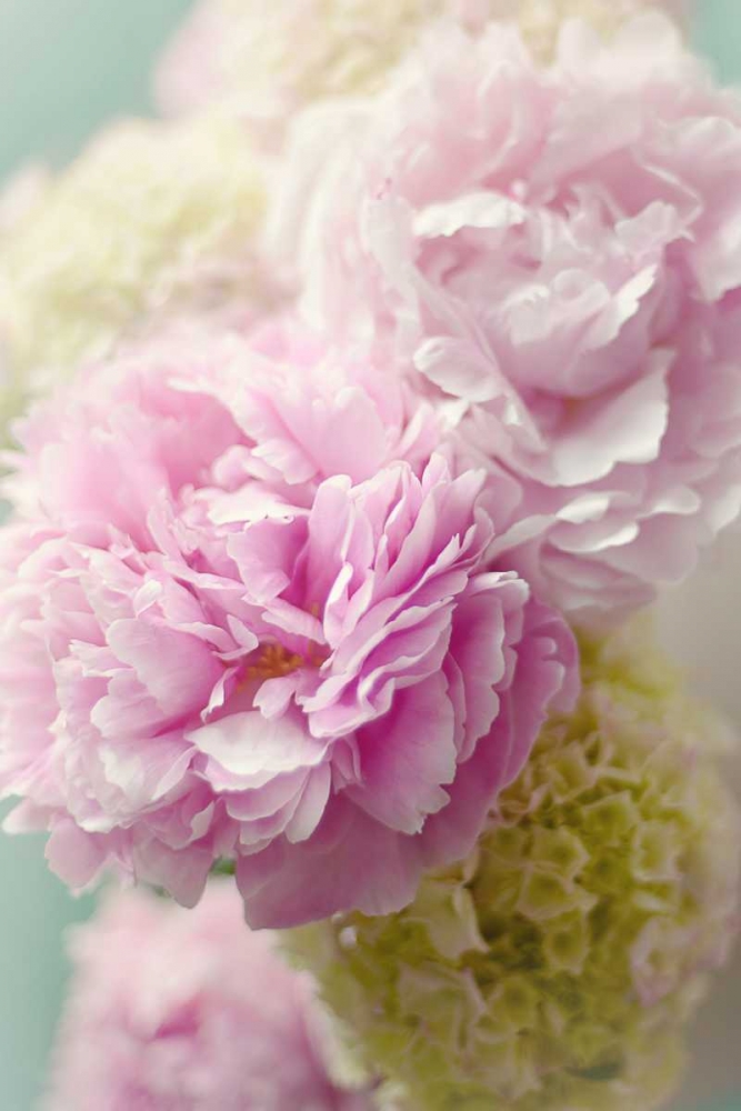 Soft Pink Blooms art print by Sarah Gardner for $57.95 CAD