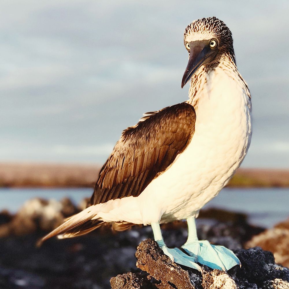 Blue Footed Booby art print by Anna Coppel for $57.95 CAD