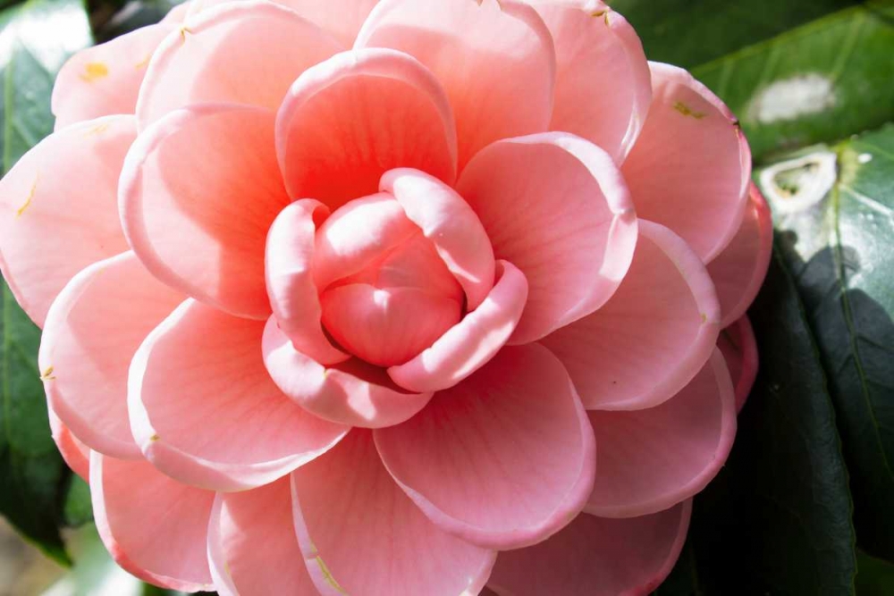 Coral Bloom art print by Anna Coppel for $57.95 CAD