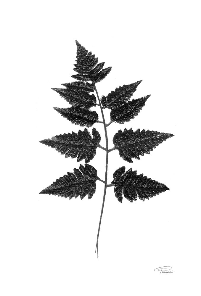 Black Pressed Leaves art print by Merri Pattinian for $57.95 CAD