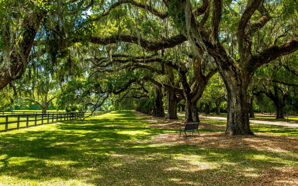Boone Hall art print by Bill Carson Photography for $57.95 CAD