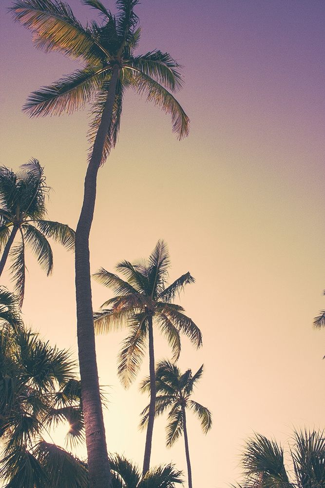 Evening Palms art print by Emily Navas for $57.95 CAD