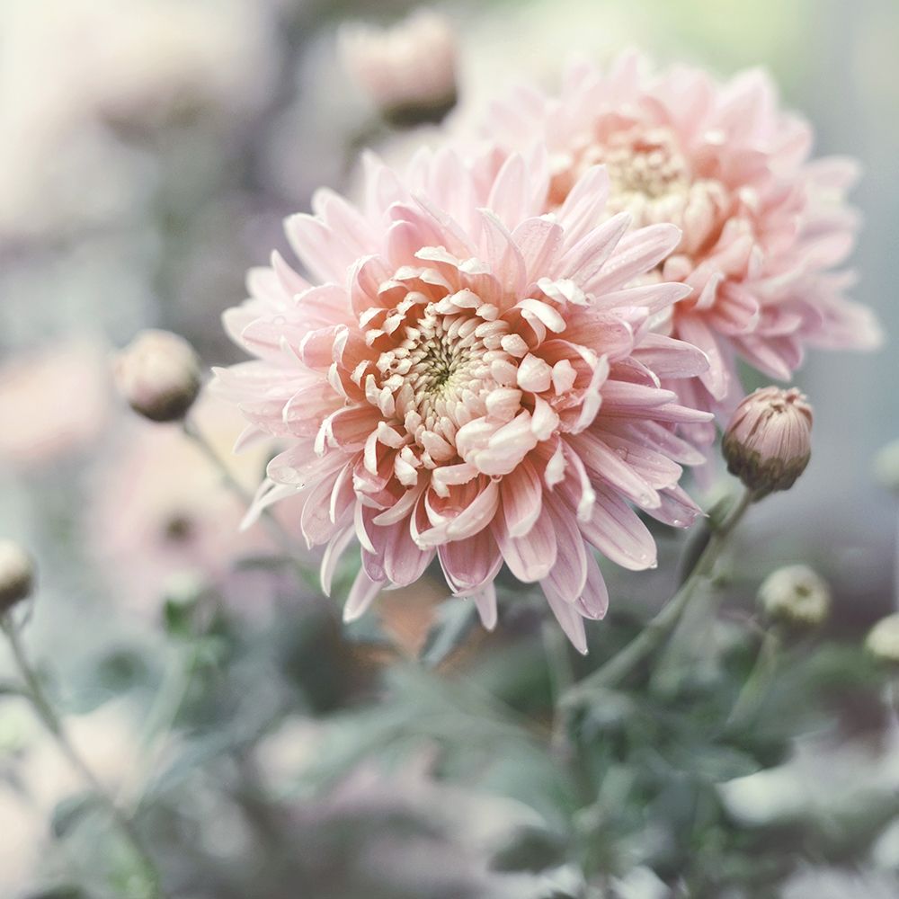 Muted Daisy art print by Sarah Gardner for $57.95 CAD