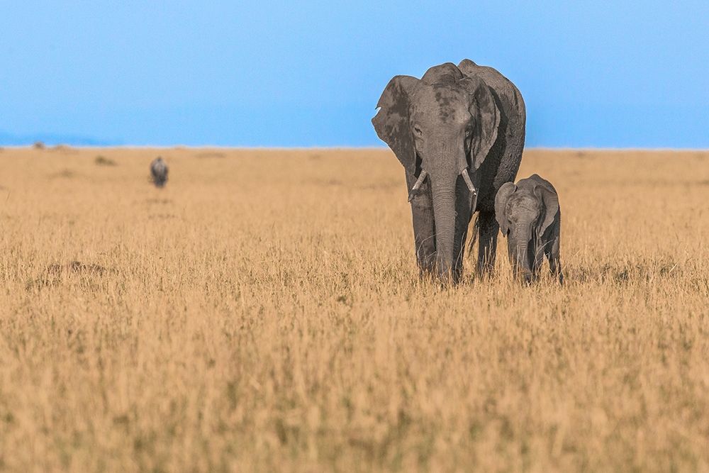 Elephants In Africa art print by Shelley Lake for $57.95 CAD