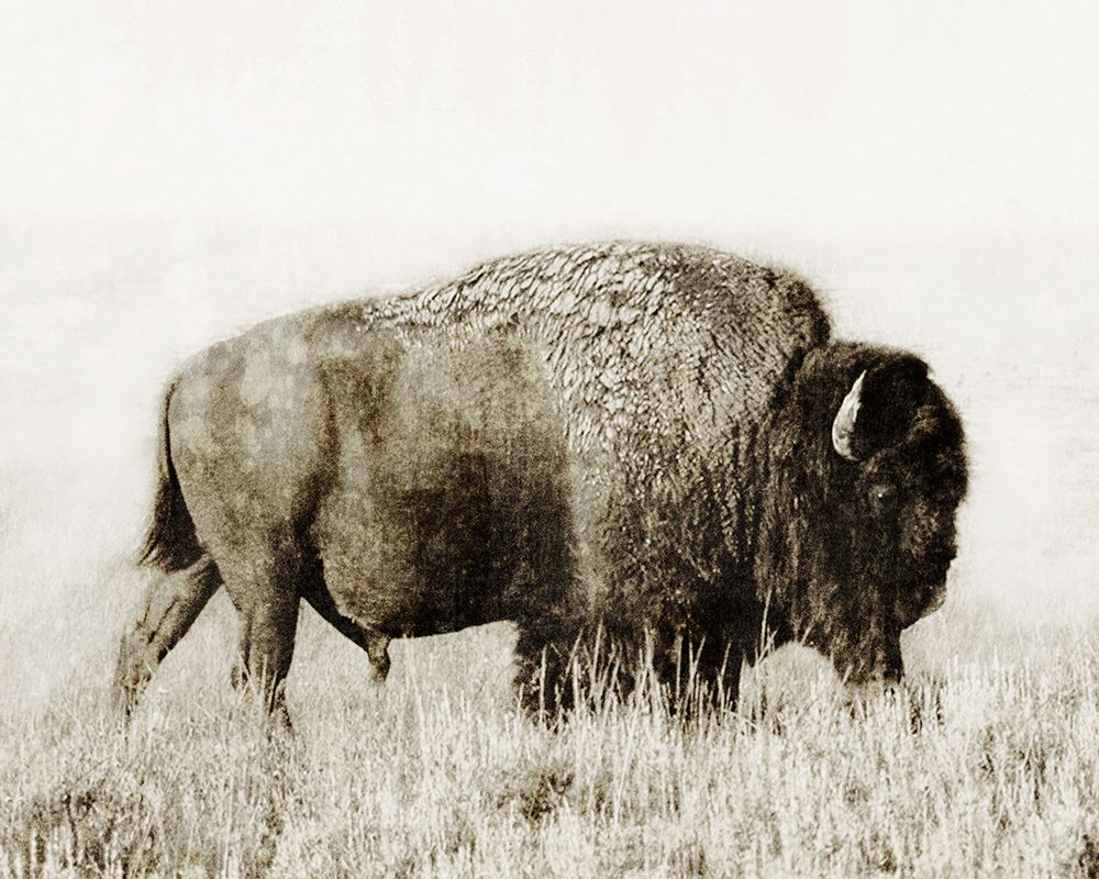 Grand Bison I art print by Dan Meneely for $57.95 CAD