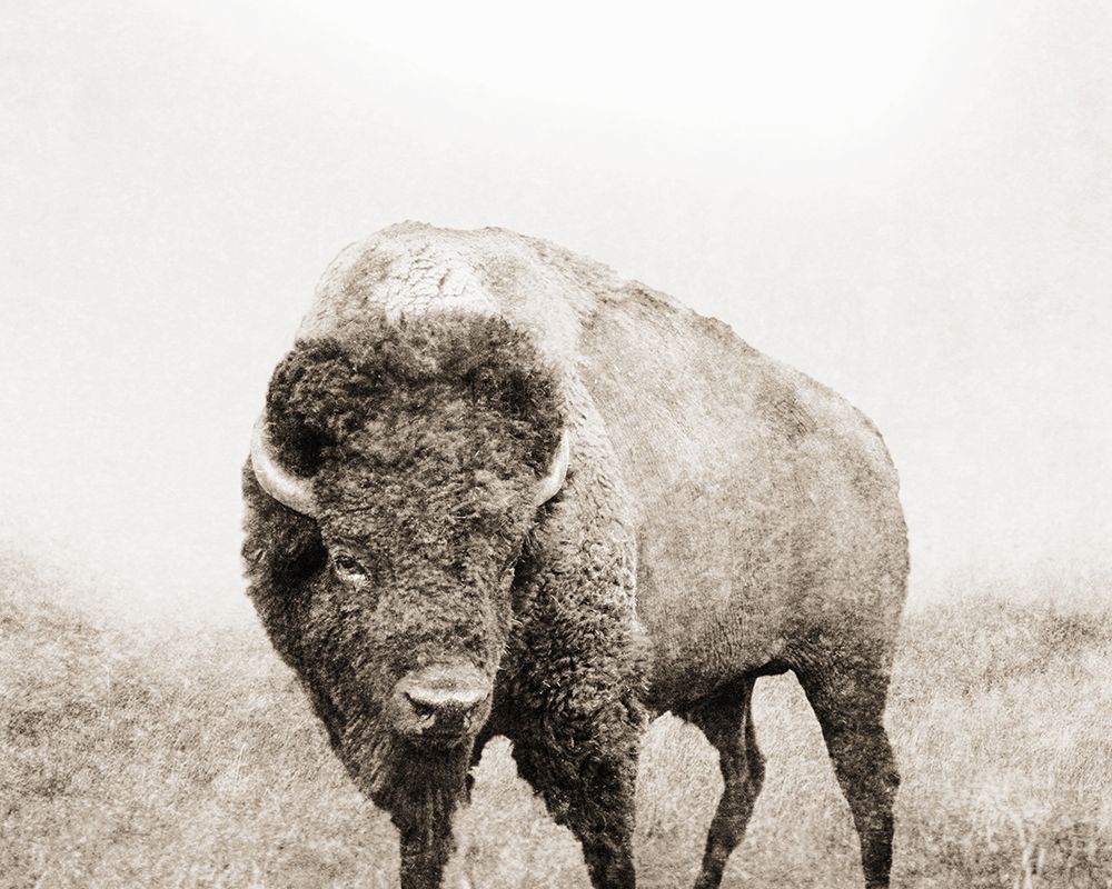 Grand Bison II art print by Dan Meneely for $57.95 CAD