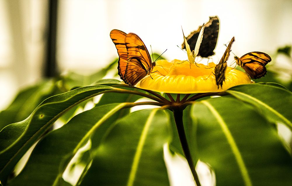 Spring Butterflies art print by Bill Carson Photography for $57.95 CAD