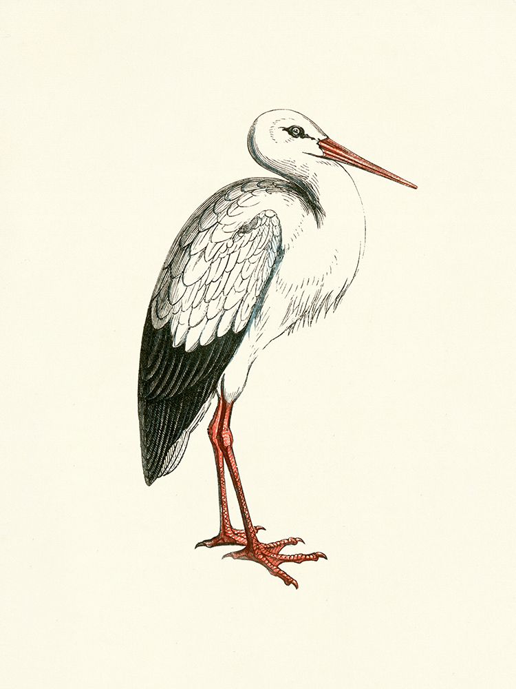 Bird II on Cream art print by Piddix for $57.95 CAD