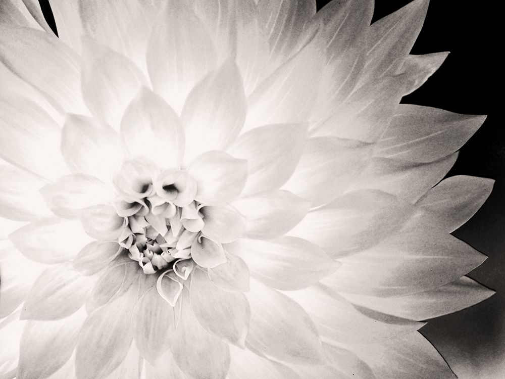 Soft White Petals art print by Gail Peck for $57.95 CAD