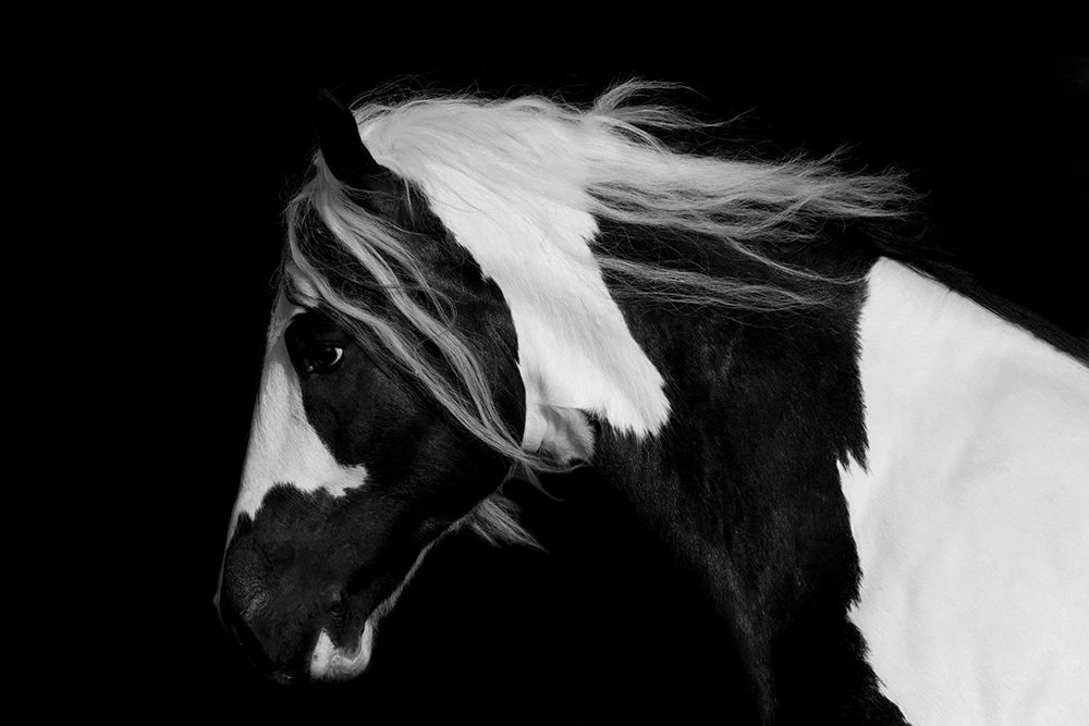 Black And White Stallion art print by Carol Walker for $57.95 CAD