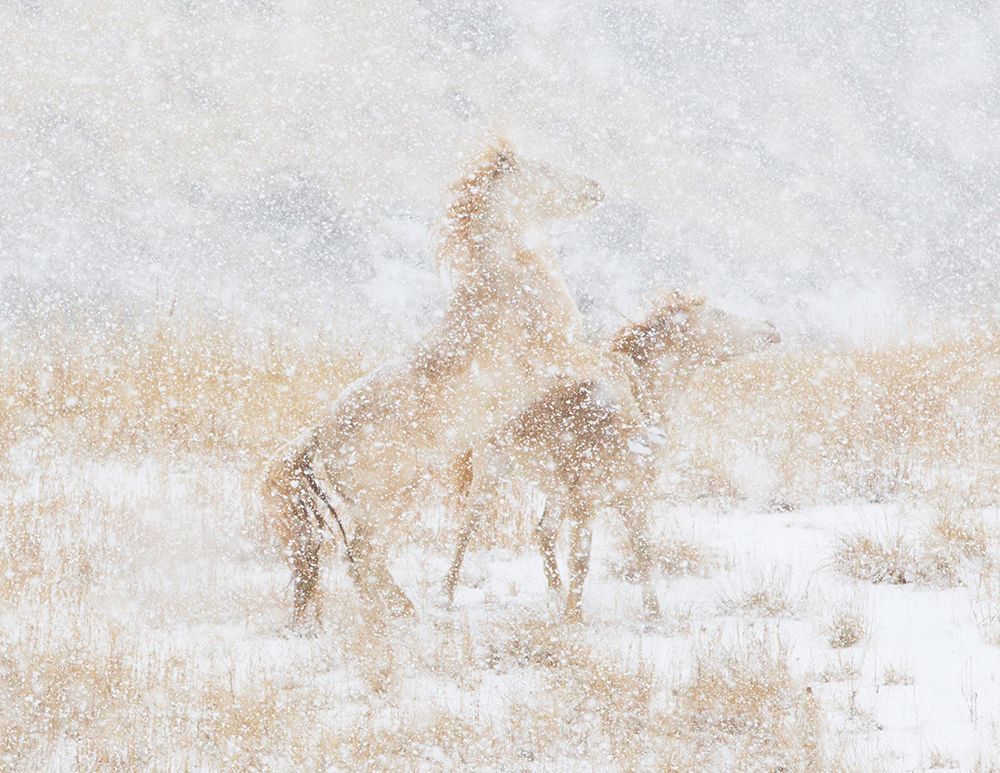 Snow Day For The Mustangs art print by Carol Walker for $57.95 CAD
