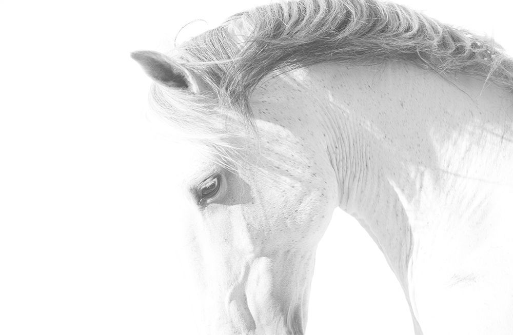 White Horse art print by Carol Walker for $57.95 CAD