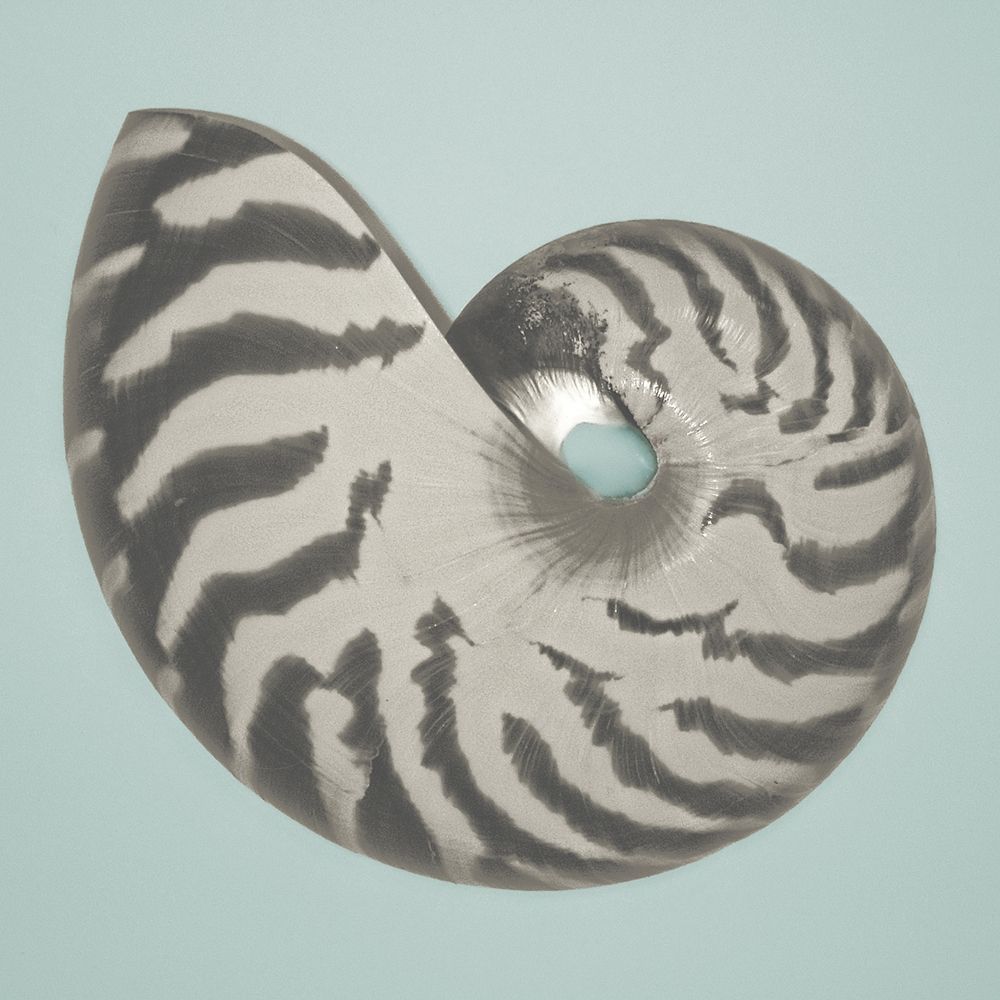 Noir Shell on Teal I art print by Jairo Rodriguez for $57.95 CAD