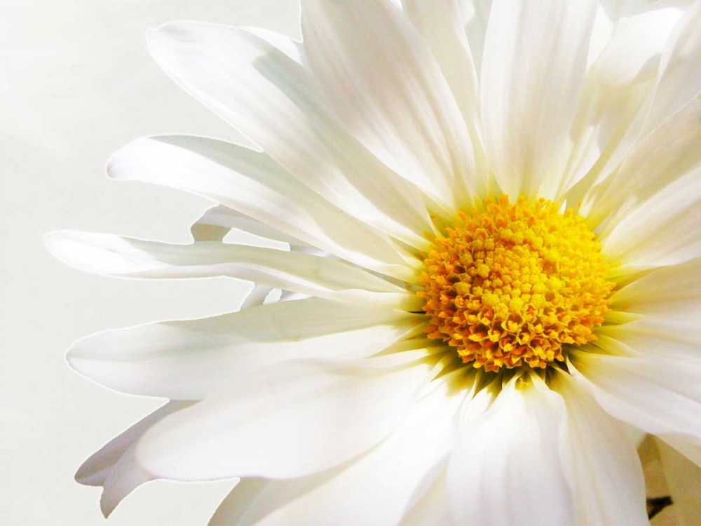 White Floating Daisy art print by Gail Peck for $57.95 CAD
