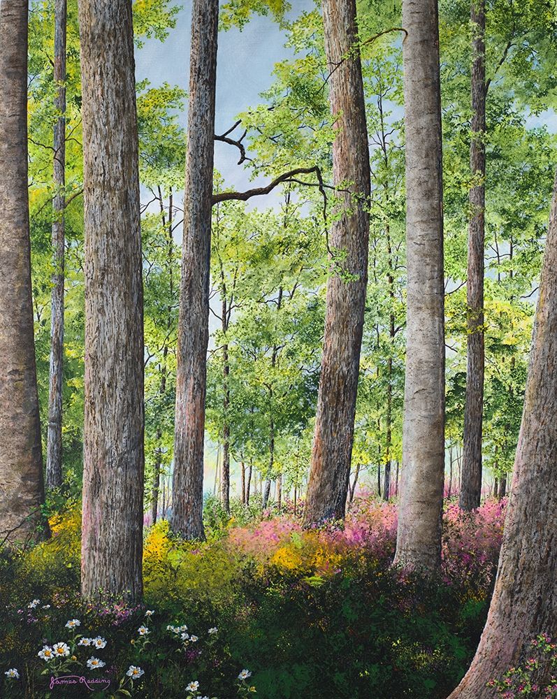 Enchanted Forest art print by James Redding for $57.95 CAD