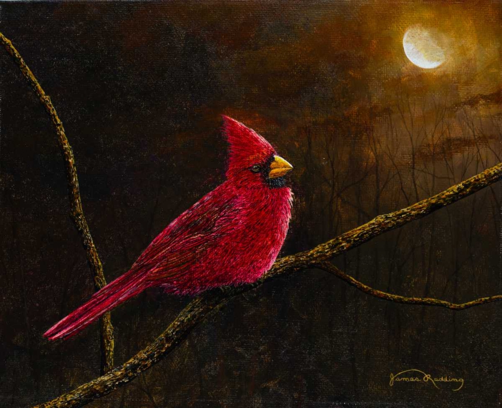 Cardinal In The Moonlight art print by James Redding for $57.95 CAD