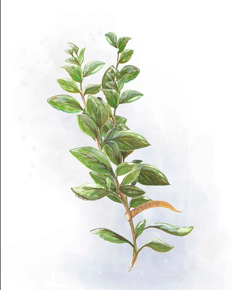 Fresh Herbs V art print by Diannart for $57.95 CAD
