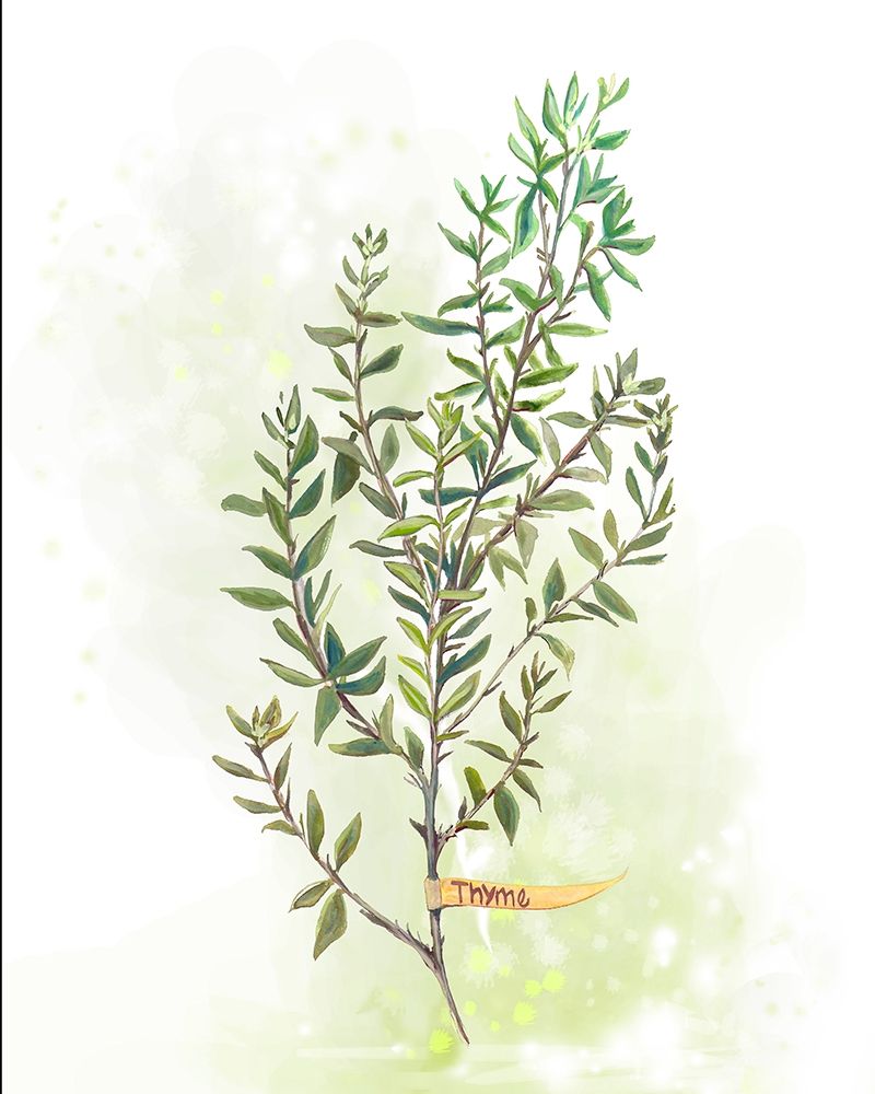 Fresh Herbs IV art print by Diannart for $57.95 CAD