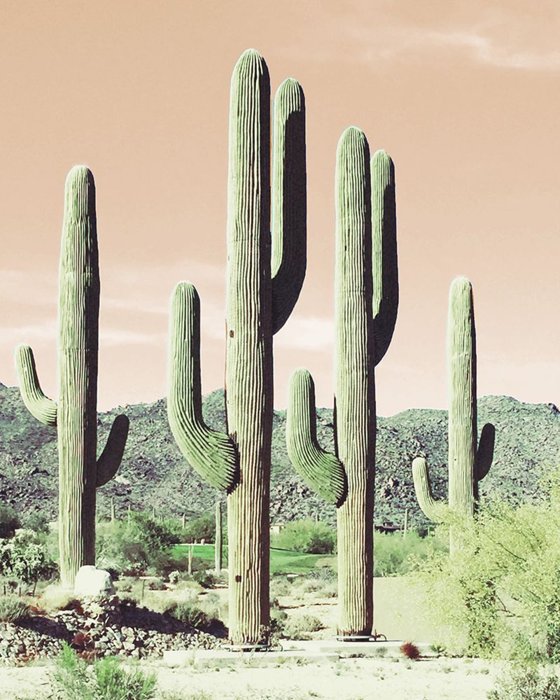 Southwestern Sunsets art print by Susan Bryant for $57.95 CAD