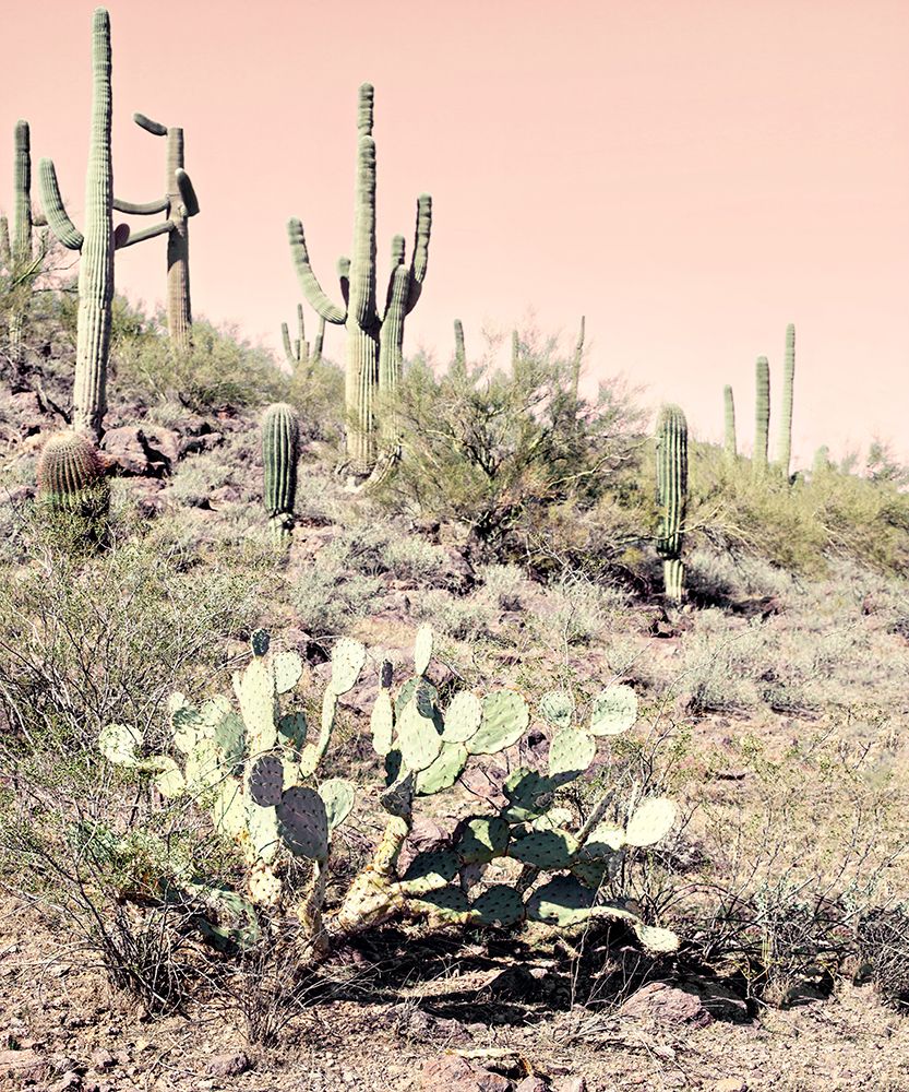 Desert Cacti art print by Susan Bryant for $57.95 CAD
