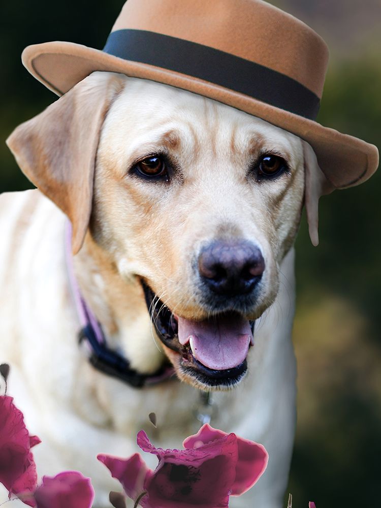 Dapper Dog art print by Susan Bryant for $57.95 CAD