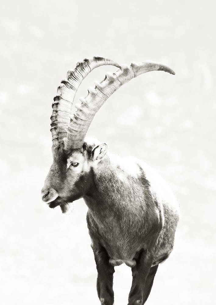 Mountain Goat art print by SD Graphics Studio for $57.95 CAD