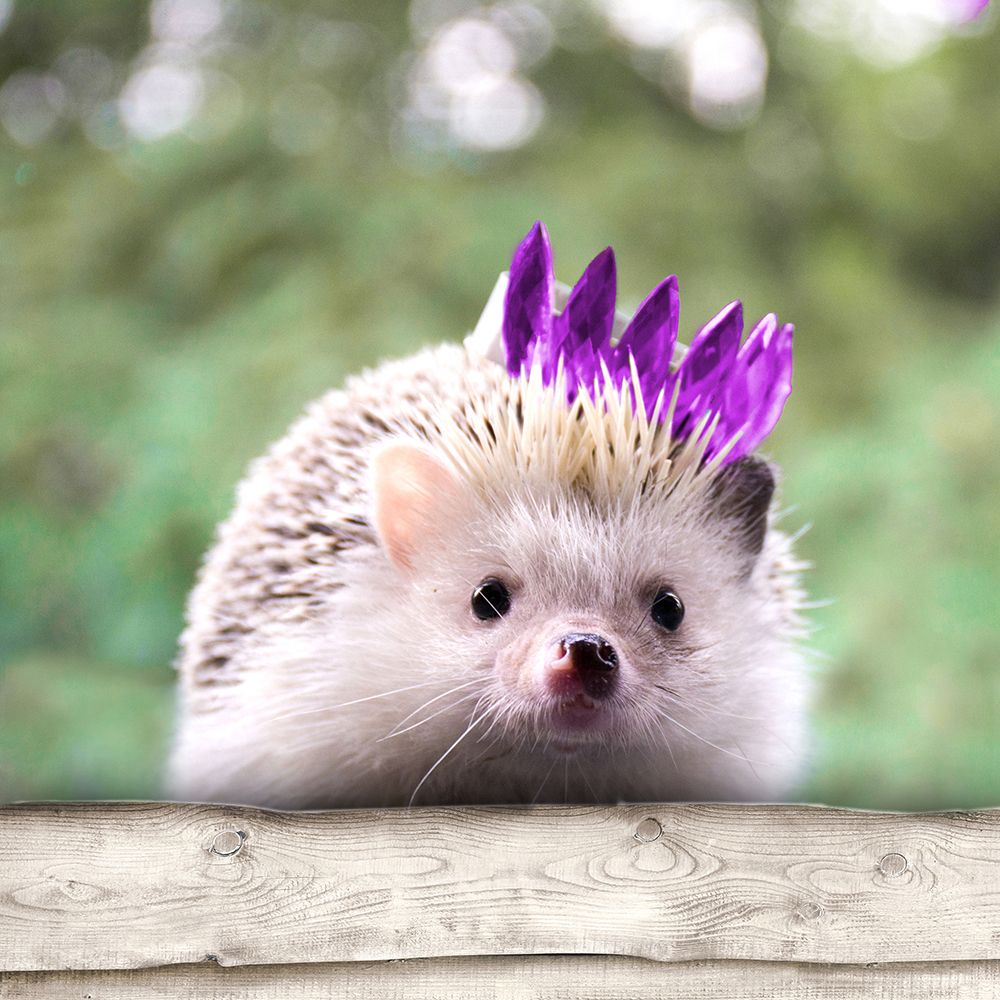 Hedgehog With Crown art print by SD Graphics Studio for $57.95 CAD