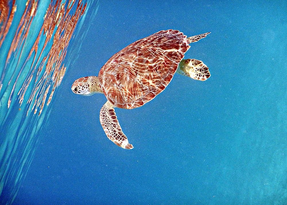 Underwater Depths II art print by Kathy Mansfield for $57.95 CAD