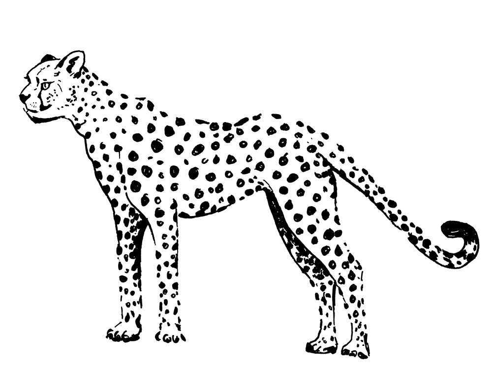 Cheetah art print by Patricia Pinto for $57.95 CAD