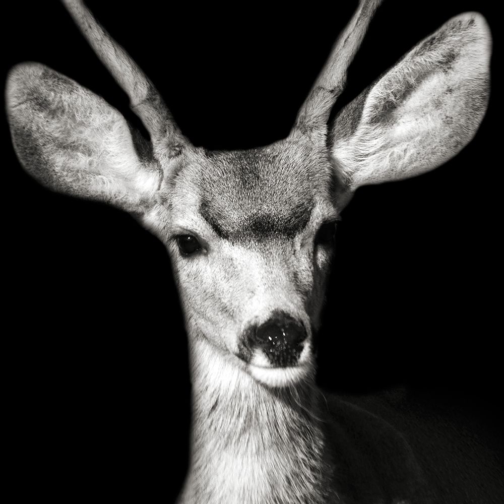 Deer Eyes art print by Kathy Mansfield for $57.95 CAD