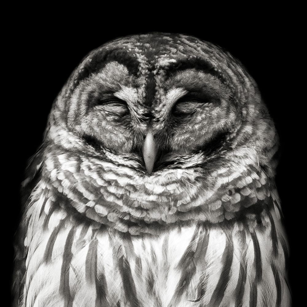 Sleepy Feathers art print by Kathy Mansfield for $57.95 CAD