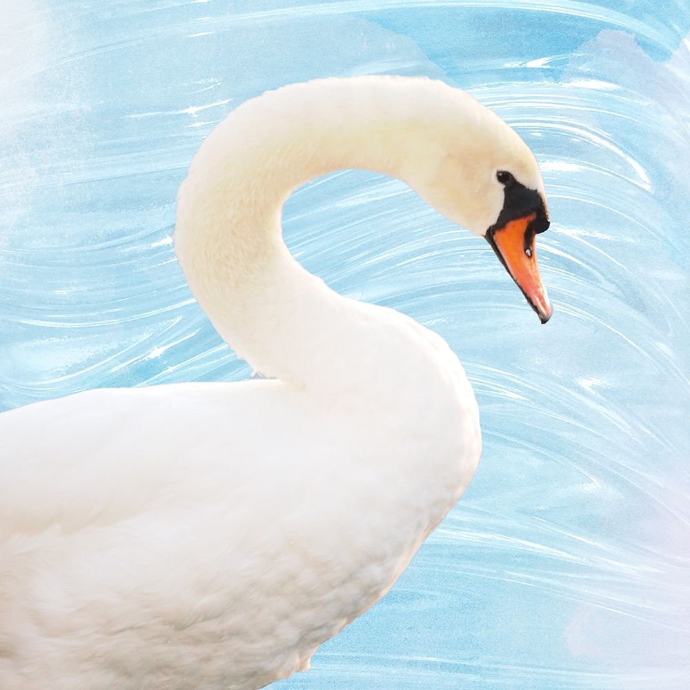 White Swan art print by Gail Peck for $57.95 CAD
