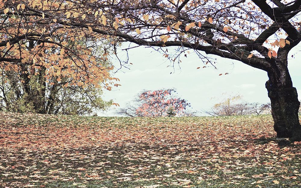 Cherry Blossom Path art print by Gail Peck for $57.95 CAD