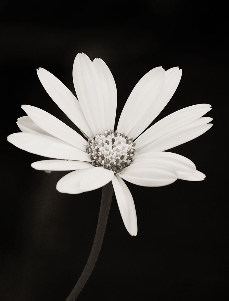 Daisy on Black art print by Gail Peck for $57.95 CAD