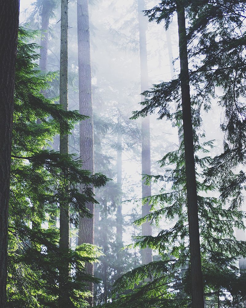 Misty Forest art print by Gail Peck for $57.95 CAD