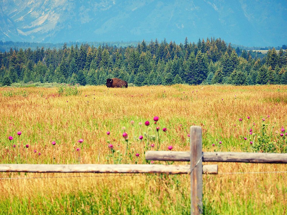 Wild Field art print by Gail Peck for $57.95 CAD